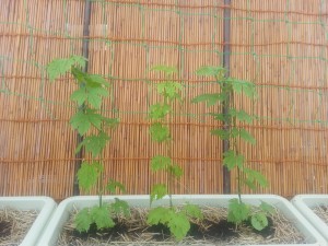 20140630_073654