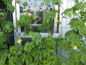 20140729_070533