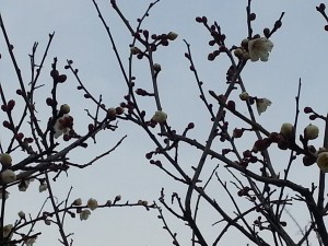 20150209_081257[1]