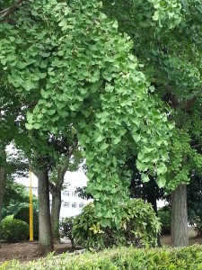 20150702_084452[4]
