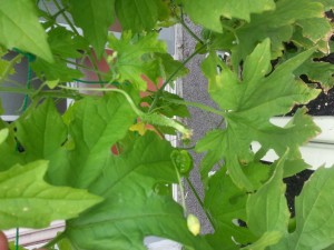 20150703_144650[1]