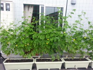 20150708_075846[1]