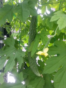 20160713_161609[1]