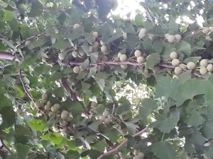 20160715_071711