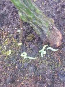 20161004_071348[1]