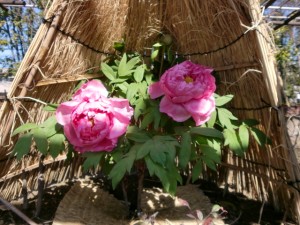 CIMG0279