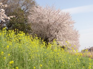 DSC06487